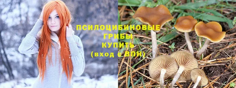 Псилоцибиновые грибы Psilocybe  Пущино 